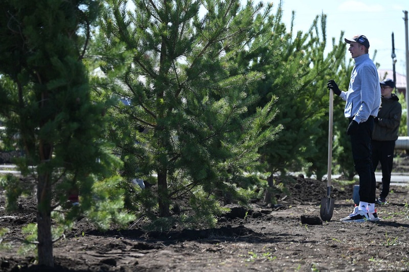 В Челябинске за год высадят 13 тысяч деревьев*1