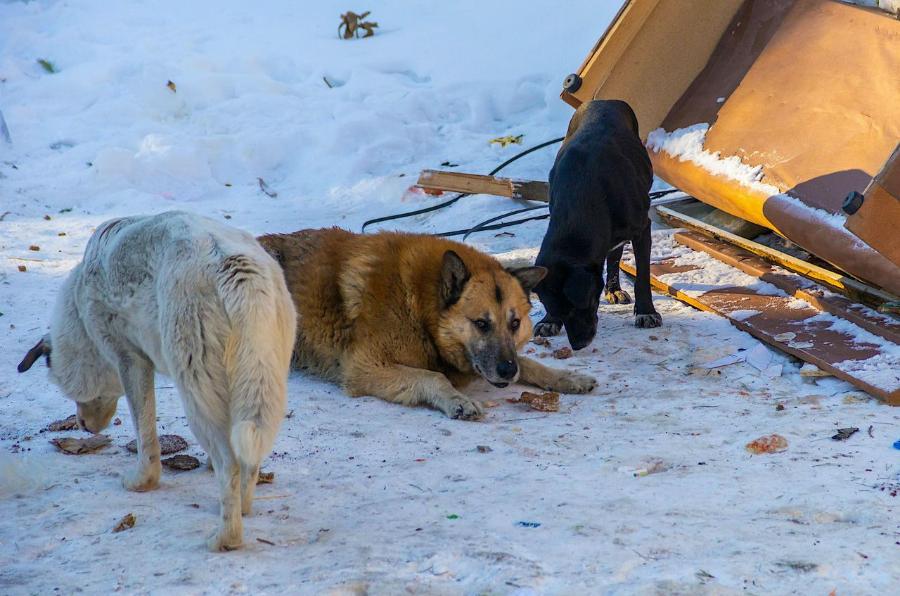Бастрыкин заинтересовался нападением бродячих собак на школьника в Челябинске*1
